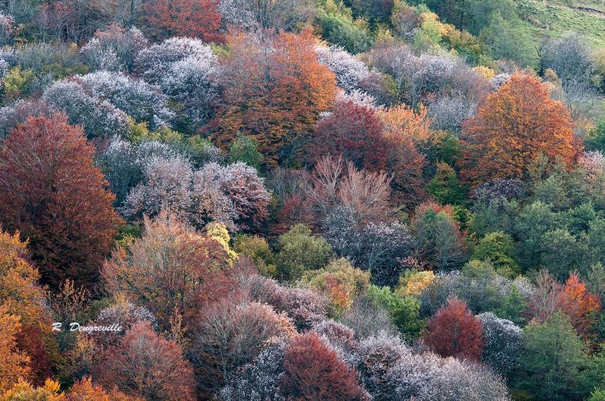 L'automne dans la forêt d'Aubrac