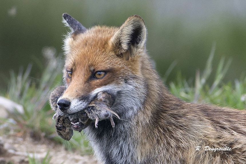 Un renard de la forêt d'Aubrac