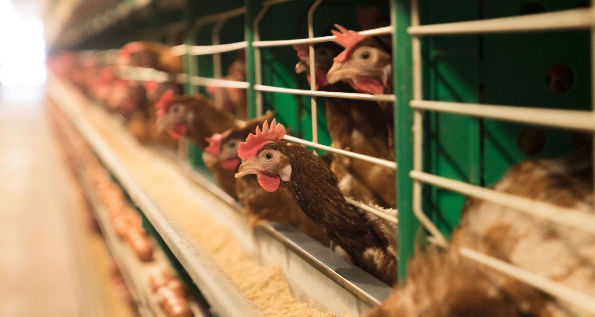 Près d’un million d’oiseaux abattus en Allemagne en raison de la grippe aviaire