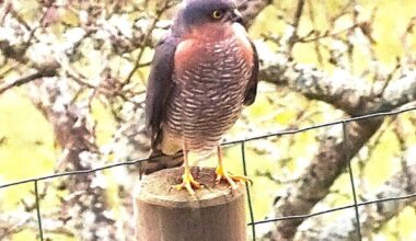 Epervier d’Europe : la terreur des mangeoires