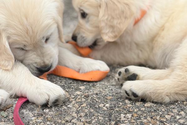 Deux chiots Golden Retriever achetés lors d’une vente organisée dans les Alpes-Maritimes ont contracté la parvovirose : l’un est décédé, l’autre a pu être sauvé de justesse.