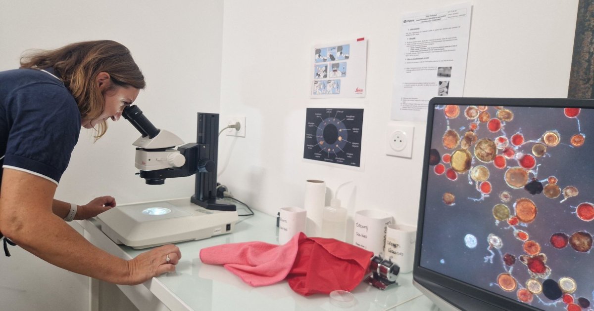 Mycea transfère son activité mycorhizes à Amoterra et réorganise sa gouvernance