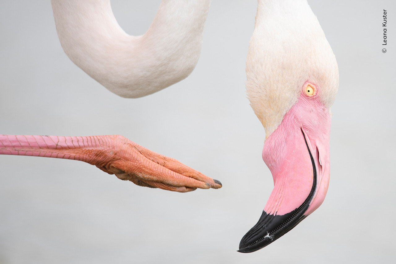 Un flamant rose tourne sa tête vers le bas, mettant en valeur son plumage blanc et son bec noir distinctif. Une patte rose et une partie du cou sont visibles à l’arrière-plan. Un flamant rose tourne sa tête vers le bas, mettant en valeur son plumage blanc et son bec noir distinctif. Une patte rose et une partie du cou sont visibles à l’arrière-plan.
