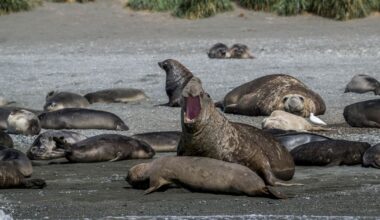 la grippe aviaire décime la population mondiale d’éléphants de mer – Libération