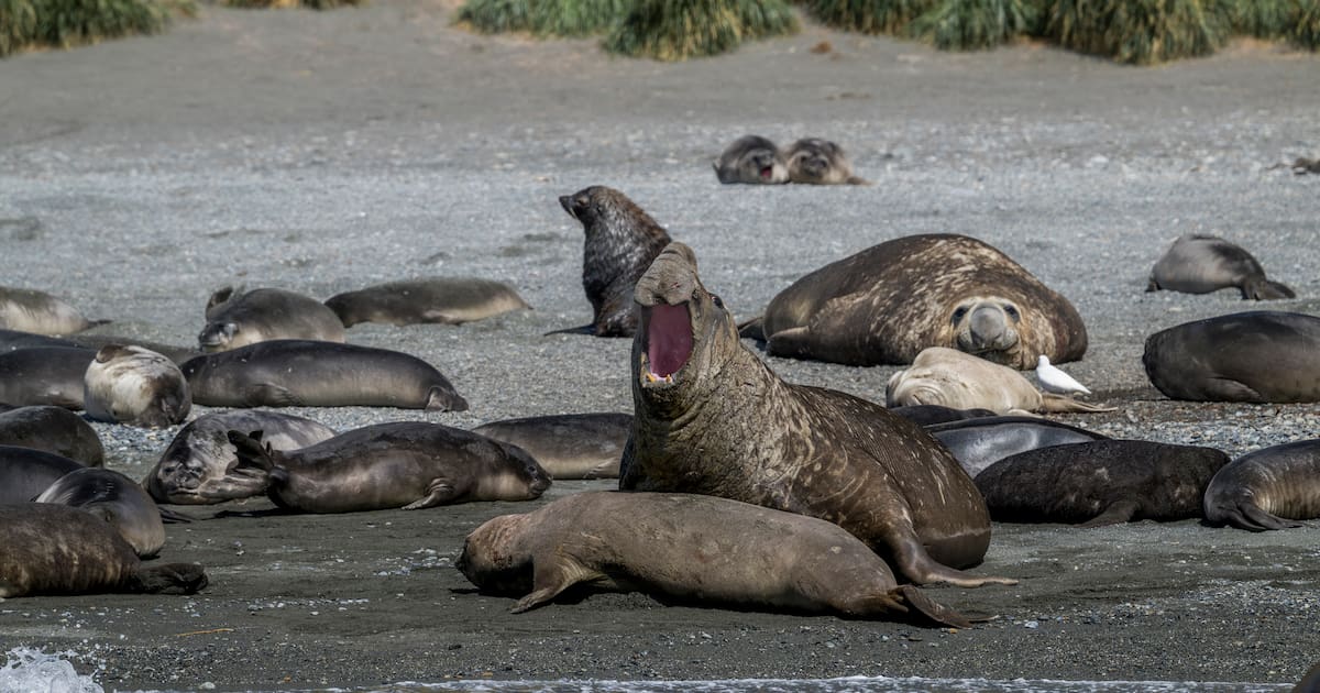 la grippe aviaire décime la population mondiale d’éléphants de mer – Libération