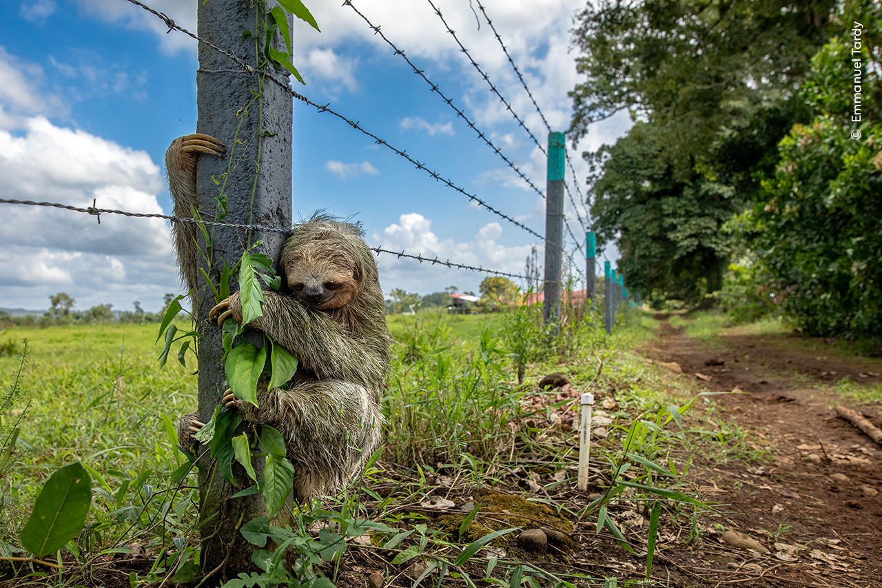 Un paresseux agrippé à un poteau en bois près d’une clôture barbelée, entouré de végétation luxuriante et sous un ciel partiellement nuageux. Un paresseux agrippé à un poteau en bois près d’une clôture barbelée, entouré de végétation luxuriante et sous un ciel partiellement nuageux.