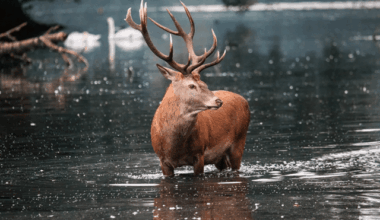 Cerfs élaphes en Allemagne : malades, abattus au lieu d'être soignés
