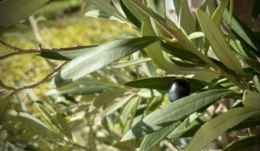 Changement climatique : et si l’avenir de l’huile d’olive était dans le Gier ?