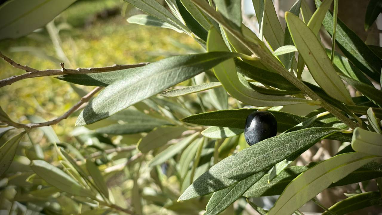 Changement climatique : et si l’avenir de l’huile d’olive était dans le Gier ?