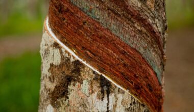 L'Union européenne décale et simplifie le futur règlement sur la déforestation