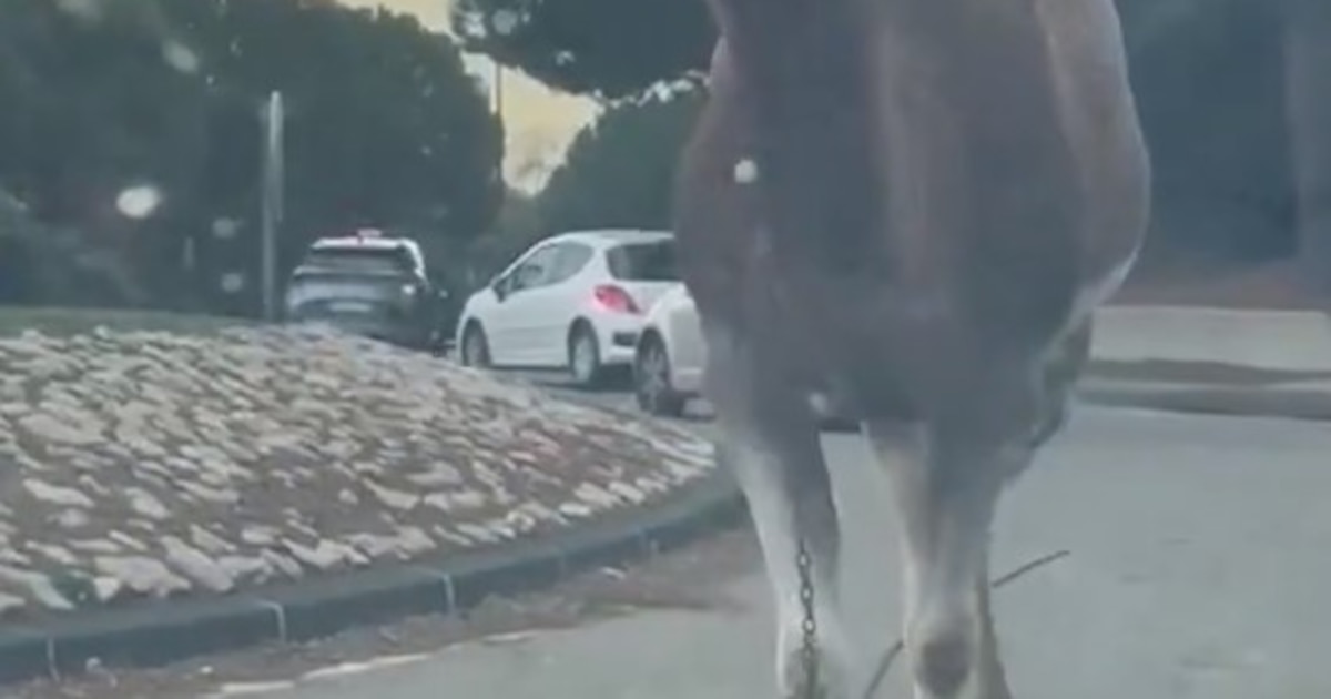 Des chameaux sur le front en Ukraine : la Russie utilise des animaux pour remédier à une pénurie