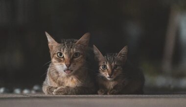 Ils divorcent, elle obtient la garde : il devra verser 200 € de pension… pour les chats