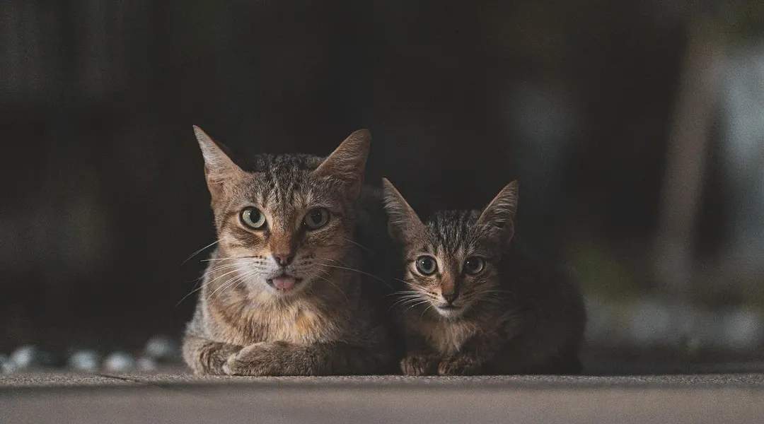 Ils divorcent, elle obtient la garde : il devra verser 200 € de pension… pour les chats