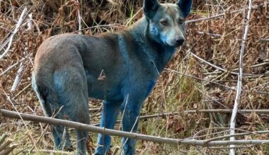 À Tchernobyl, de mystérieux chiens au pelage bleu intriguent les scientifiques