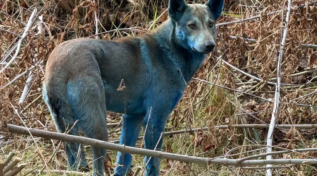 À Tchernobyl, de mystérieux chiens au pelage bleu intriguent les scientifiques