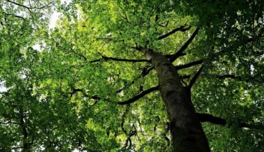 « Un manque de confiance entre nous » : ses voisins saisissent le conciliateur de justice pour