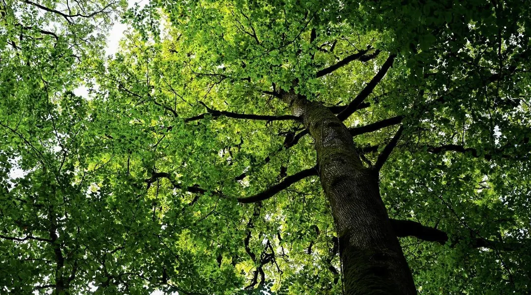 « Un manque de confiance entre nous » : ses voisins saisissent le conciliateur de justice pour