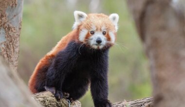 Le bébé panda roux du zoo de Lille a désormais un nom, qui signifie « cadeau »