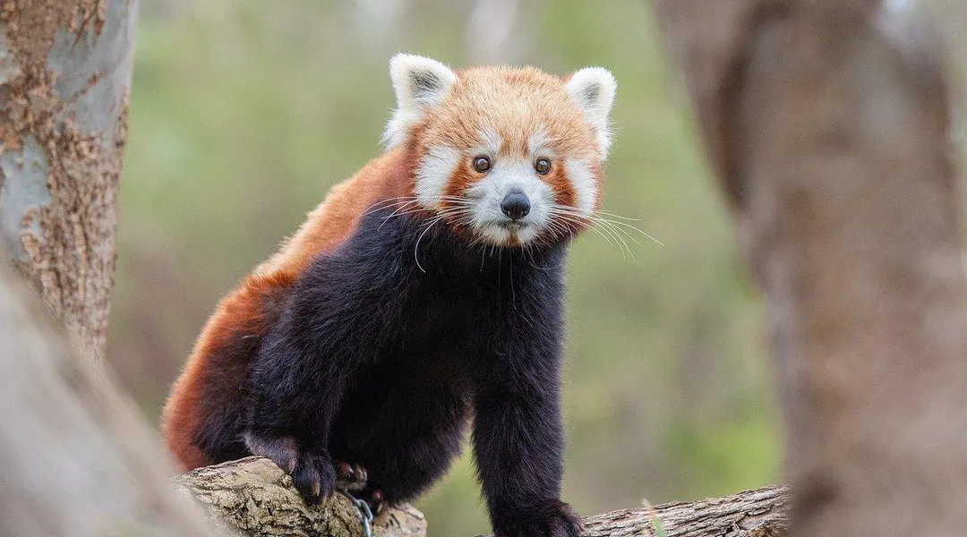 Le bébé panda roux du zoo de Lille a désormais un nom, qui signifie « cadeau »
