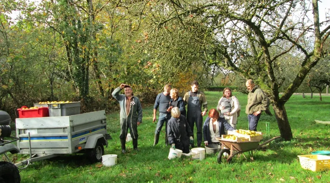 Dans cette commune d’Ille-et-Vilaine, les habitants s’organisent face à l’abondance de pommes