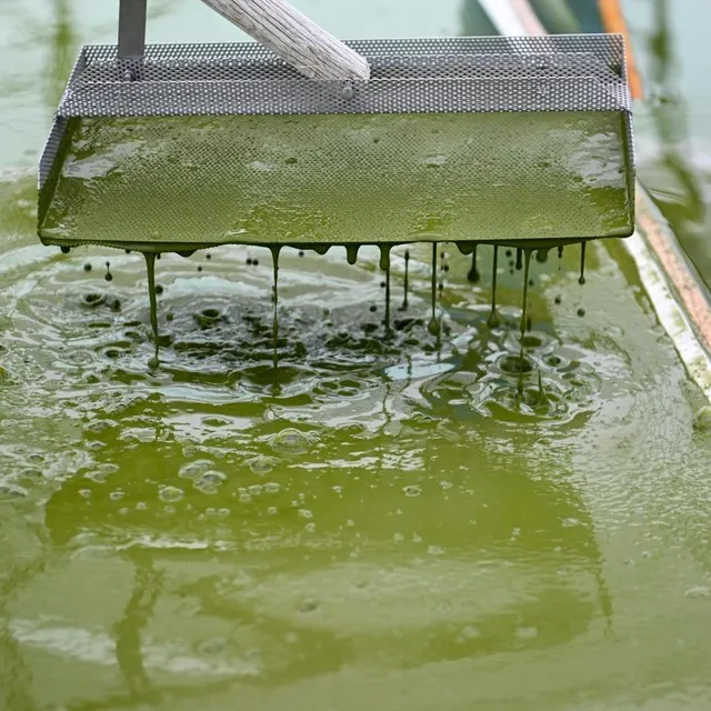 Une ferme de culture de spiruline, ensuite séchée. Franck Dubray/ Archives Ouest France photo une ferme de culture de spiruline, ensuite séchée. © franck dubray/ archives ouest france