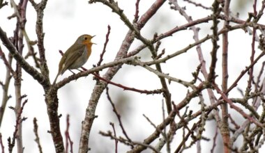 Le froid arrive enfin ce dimanche, des gelées voire de la neige à partir de mardi