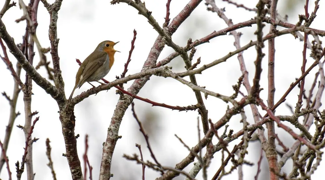 Le froid arrive enfin ce dimanche, des gelées voire de la neige à partir de mardi
