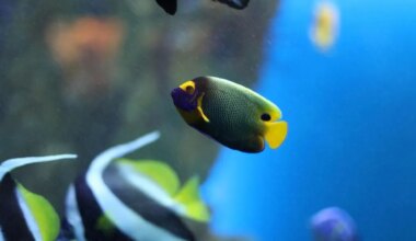 Son locataire expulsé abandonne un aquarium : le propriétaire « hérite » de la garde des