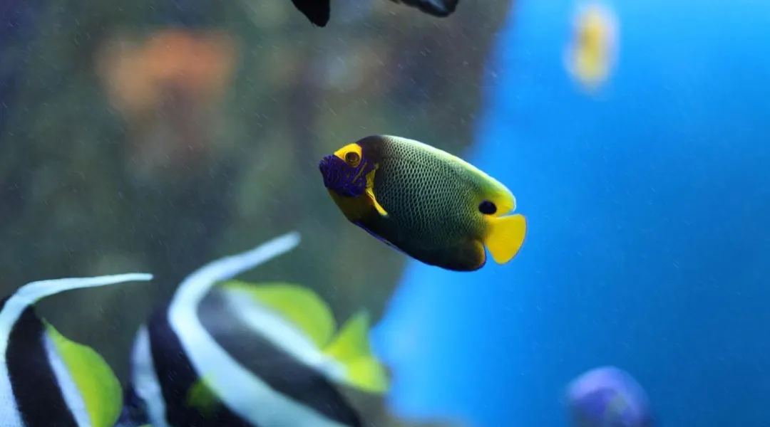 Son locataire expulsé abandonne un aquarium : le propriétaire « hérite » de la garde des