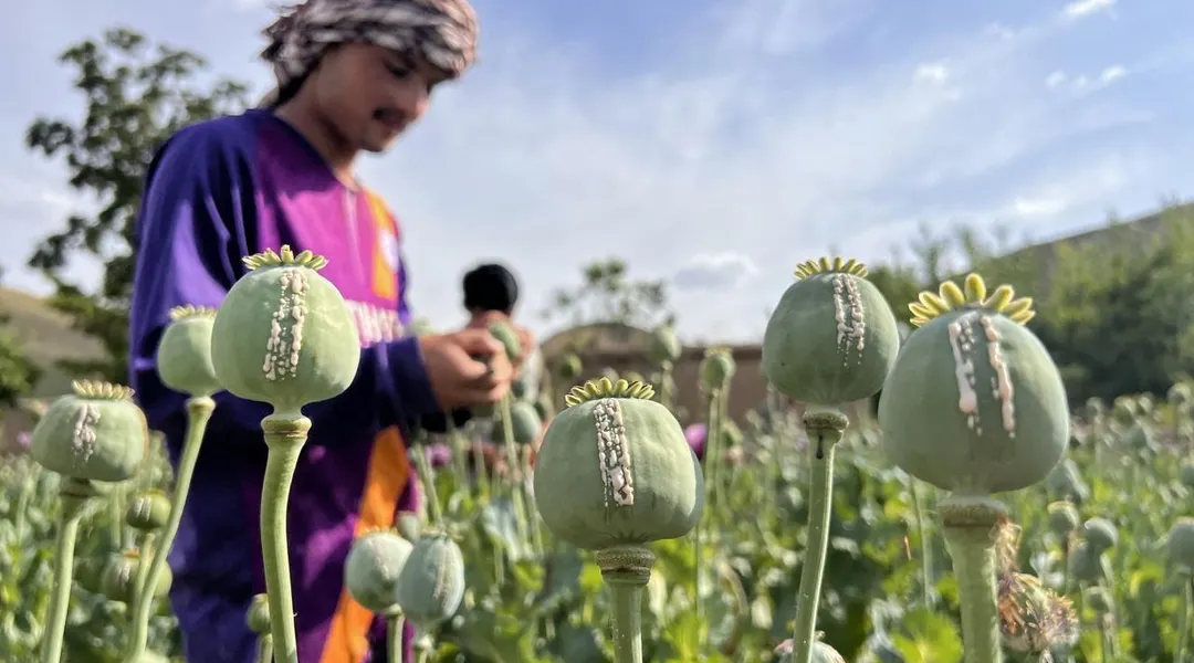 En Afghanistan, les Américains ont largué des graines de pavot invasives