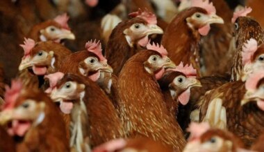 Traite d’êtres humains dans une entreprise de ramassage de volailles en Bretagne : trois