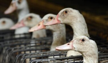 Grippe aviaire détectée dans deux élevages de canards et de dindes près de Nantes : tous les