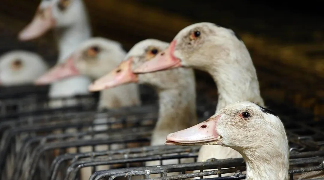 Grippe aviaire détectée dans deux élevages de canards et de dindes près de Nantes : tous les