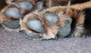 Ils abandonnent leurs chiens dans leur appartement à Nice et partent en voyage aux États-Unis