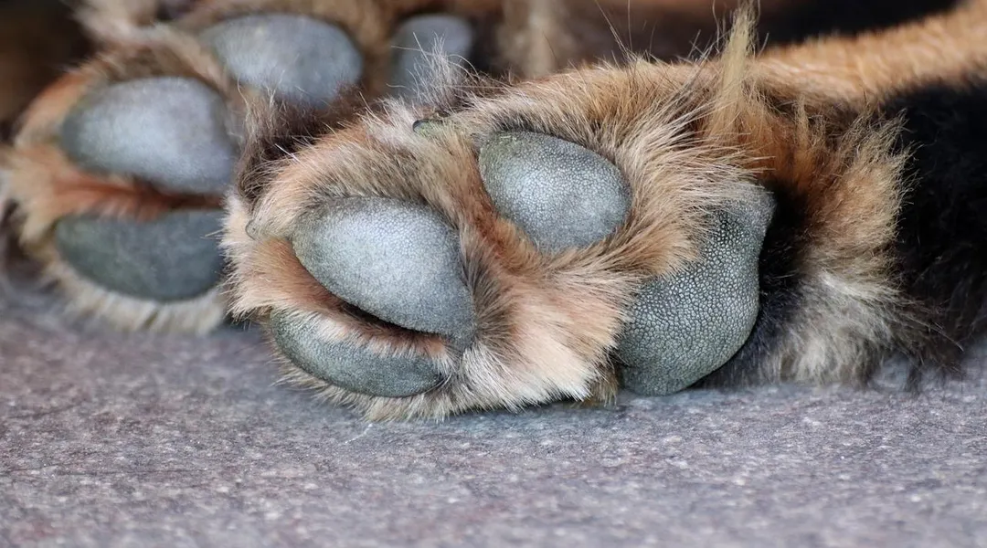 Ils abandonnent leurs chiens dans leur appartement à Nice et partent en voyage aux États-Unis