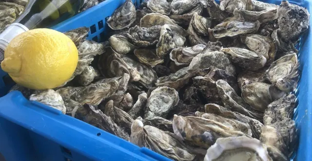 photo des coquilles qui peuvent être déposées en vrac, prêtes à rejoindre la filière de recyclage. © photo presse océan
