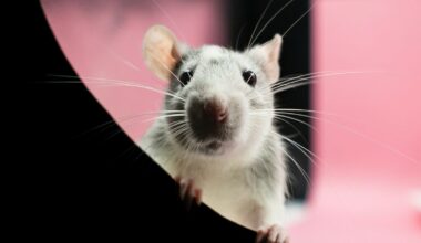 Ces scientifiques ont réussi à rajeunir des souris proches de la mort grâce à un simple médicament