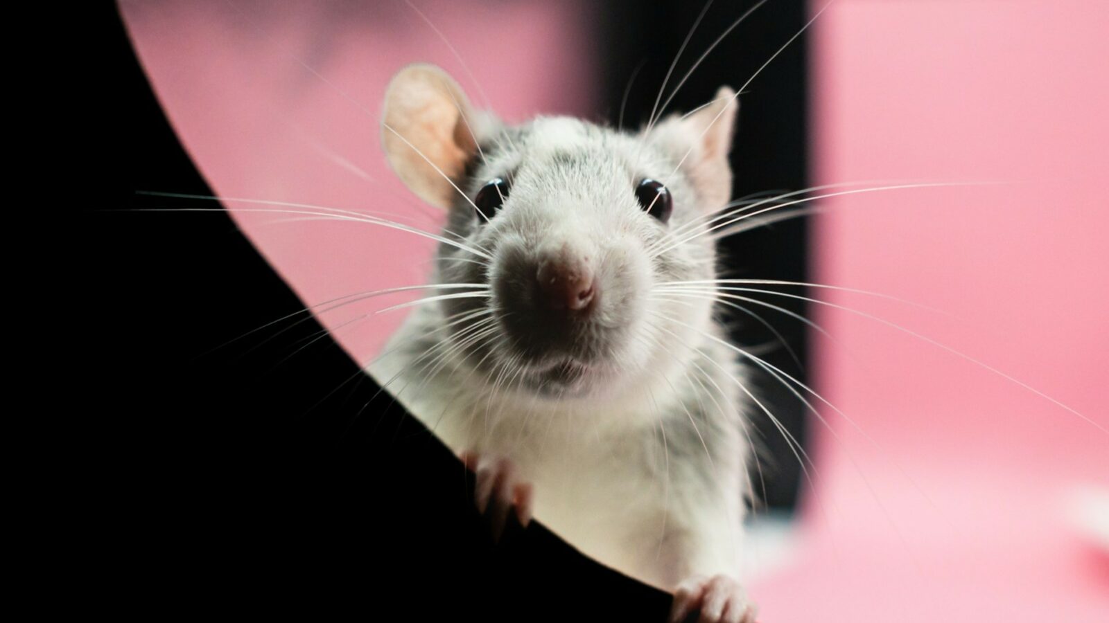 Ces scientifiques ont réussi à rajeunir des souris proches de la mort grâce à un simple médicament