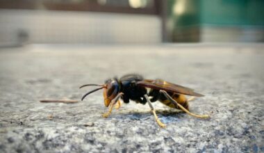 Un homme transporté en urgence absolue à l’hôpital après avoir été piqué par des frelons asiatiques en taillant sa haie