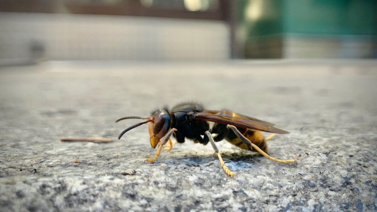 Un homme transporté en urgence absolue à l’hôpital après avoir été piqué par des frelons asiatiques en taillant sa haie