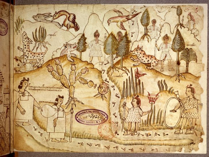 Azcatitlan codex. f° 5, The Aztecs crossing mountains 
covered in a vegetation made of nopals, agaves, rushes, firs and palm trees, and where tequanimes are to be found (wild animals)
Undated
MexicoParis, Bibliothèque Nationale (Photo by Photo12 via AFP)