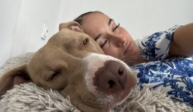 près de Rouen, Symba a été tué de nombreux coups de couteau