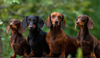 l’événement le plus insolite du week-end