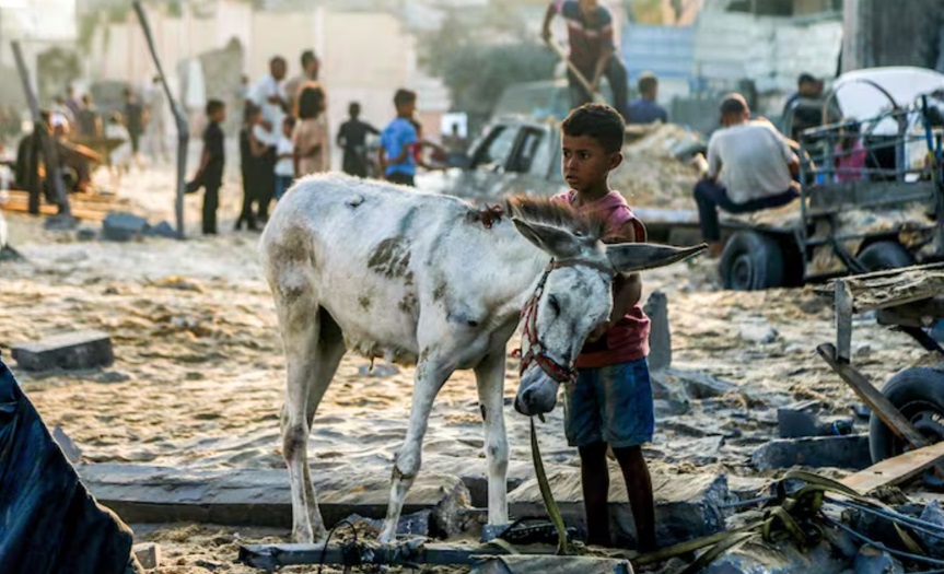 L’Allemagne ouvre ses portes aux ânes de Gaza… mais pas aux Gazaouis