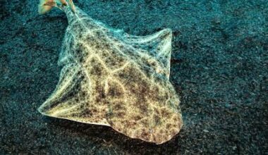 En Corse, la fragilité du requin-ange dans l’un de ses derniers refuges