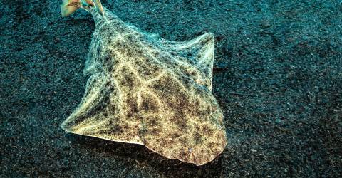 En Corse, la fragilité du requin-ange dans l’un de ses derniers refuges