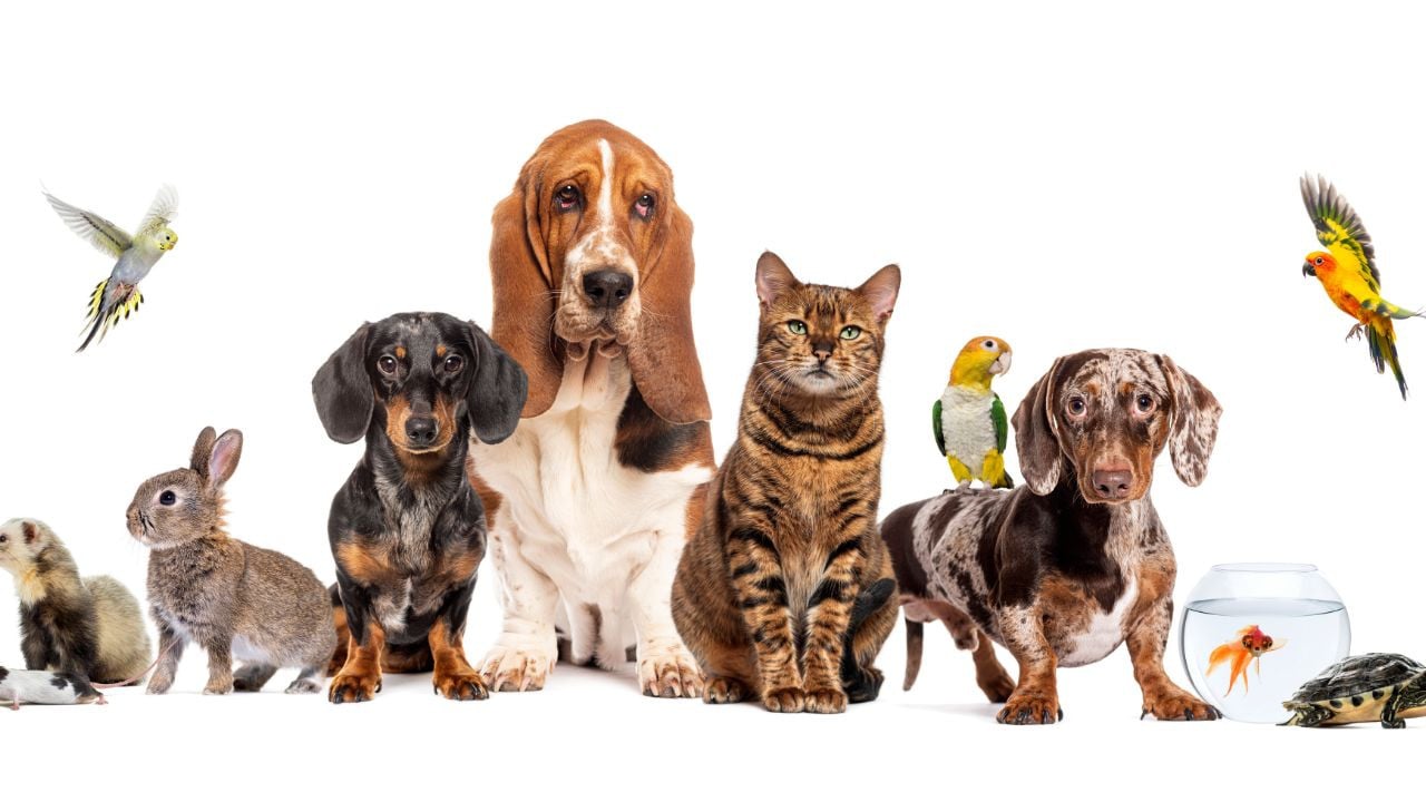 pouvoir d'achat pour animaux de compagnie