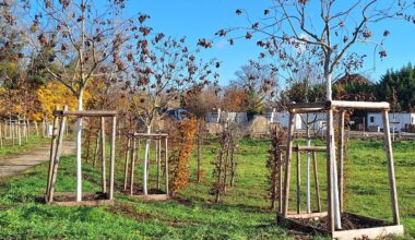 voici où auront lieu les prochaines plantations d'arbre