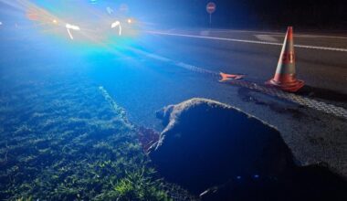 Un nouvel accident de la route provoqué par un sanglier entre Saint-Malo et Rennes