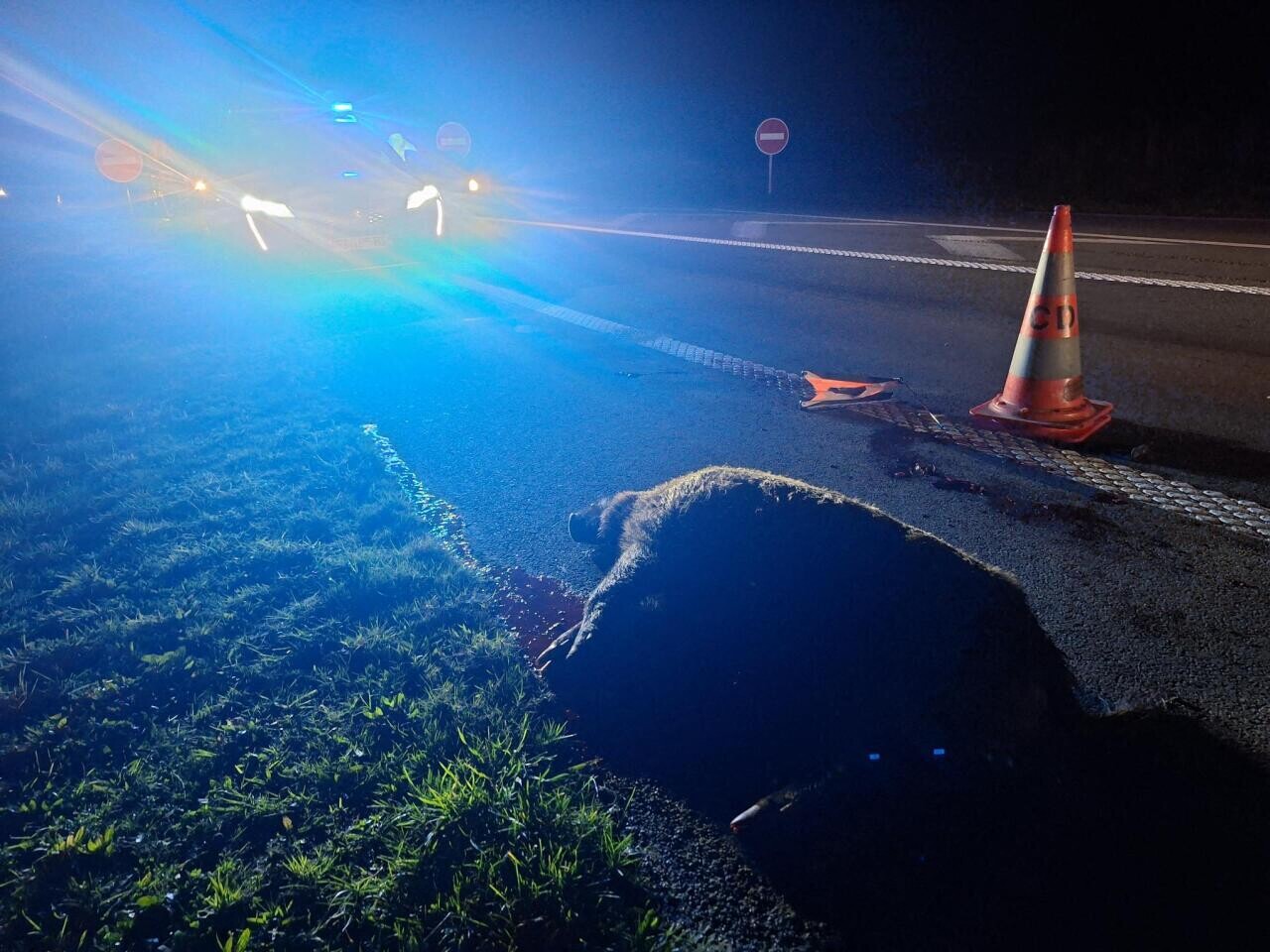 Un nouvel accident de la route provoqué par un sanglier entre Saint-Malo et Rennes